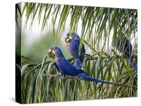 Brazil, Pantanal, Mato Grosso Do Sul. Hyacinth Macaws Roosting in a Palm.-Nigel Pavitt-Stretched Canvas
