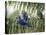 Brazil, Pantanal, Mato Grosso Do Sul. Hyacinth Macaws Roosting in a Palm.-Nigel Pavitt-Stretched Canvas