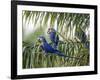 Brazil, Pantanal, Mato Grosso Do Sul. Hyacinth Macaws Roosting in a Palm.-Nigel Pavitt-Framed Photographic Print