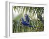 Brazil, Pantanal, Mato Grosso Do Sul. Hyacinth Macaws Roosting in a Palm.-Nigel Pavitt-Framed Photographic Print