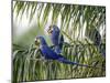 Brazil, Pantanal, Mato Grosso Do Sul. Hyacinth Macaws Roosting in a Palm.-Nigel Pavitt-Mounted Photographic Print