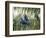 Brazil, Pantanal, Mato Grosso Do Sul. Hyacinth Macaws Roosting in a Palm.-Nigel Pavitt-Framed Photographic Print