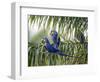 Brazil, Pantanal, Mato Grosso Do Sul. Hyacinth Macaws Roosting in a Palm.-Nigel Pavitt-Framed Photographic Print