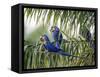 Brazil, Pantanal, Mato Grosso Do Sul. Hyacinth Macaws Roosting in a Palm.-Nigel Pavitt-Framed Stretched Canvas