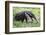 Brazil, Pantanal, Mato Grosso Do Sul. the Giant Anteater or Ant Bear-Nigel Pavitt-Framed Photographic Print