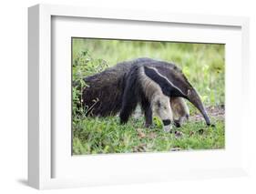 Brazil, Pantanal, Mato Grosso Do Sul. the Giant Anteater or Ant Bear-Nigel Pavitt-Framed Photographic Print