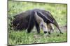 Brazil, Pantanal, Mato Grosso Do Sul. the Giant Anteater or Ant Bear-Nigel Pavitt-Mounted Photographic Print