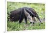 Brazil, Pantanal, Mato Grosso Do Sul. the Giant Anteater or Ant Bear-Nigel Pavitt-Framed Photographic Print