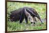 Brazil, Pantanal, Mato Grosso Do Sul. the Giant Anteater or Ant Bear-Nigel Pavitt-Framed Photographic Print