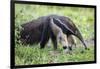 Brazil, Pantanal, Mato Grosso Do Sul. the Giant Anteater or Ant Bear-Nigel Pavitt-Framed Photographic Print