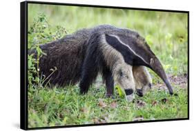 Brazil, Pantanal, Mato Grosso Do Sul. the Giant Anteater or Ant Bear-Nigel Pavitt-Framed Stretched Canvas