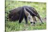 Brazil, Pantanal, Mato Grosso Do Sul. the Giant Anteater or Ant Bear-Nigel Pavitt-Stretched Canvas
