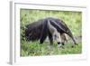 Brazil, Pantanal, Mato Grosso Do Sul. the Giant Anteater or Ant Bear-Nigel Pavitt-Framed Photographic Print