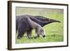 Brazil, Pantanal, Mato Grosso Do Sul. the Giant Anteater or Ant Bear-Nigel Pavitt-Framed Photographic Print