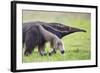 Brazil, Pantanal, Mato Grosso Do Sul. the Giant Anteater or Ant Bear-Nigel Pavitt-Framed Photographic Print