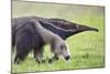 Brazil, Pantanal, Mato Grosso Do Sul. the Giant Anteater or Ant Bear-Nigel Pavitt-Mounted Photographic Print