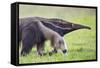 Brazil, Pantanal, Mato Grosso Do Sul. the Giant Anteater or Ant Bear-Nigel Pavitt-Framed Stretched Canvas