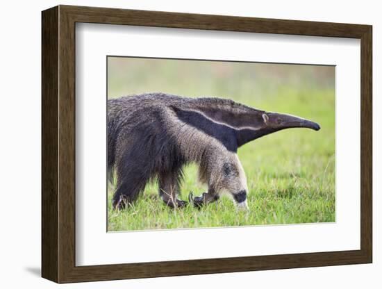 Brazil, Pantanal, Mato Grosso Do Sul. the Giant Anteater or Ant Bear-Nigel Pavitt-Framed Photographic Print