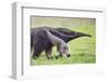 Brazil, Pantanal, Mato Grosso Do Sul. the Giant Anteater or Ant Bear-Nigel Pavitt-Framed Photographic Print