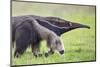 Brazil, Pantanal, Mato Grosso Do Sul. the Giant Anteater or Ant Bear-Nigel Pavitt-Mounted Photographic Print