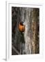 Brazil, Pantanal. Orange-backed Troupial on tree.-Jaynes Gallery-Framed Photographic Print