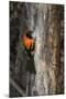 Brazil, Pantanal. Orange-backed Troupial on tree.-Jaynes Gallery-Mounted Photographic Print