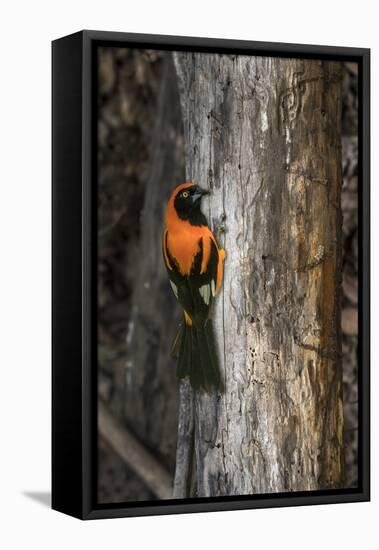 Brazil, Pantanal. Orange-backed Troupial on tree.-Jaynes Gallery-Framed Stretched Canvas