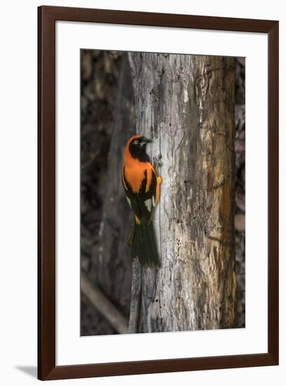 Brazil, Pantanal. Orange-backed Troupial on tree.-Jaynes Gallery-Framed Premium Photographic Print