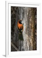 Brazil, Pantanal. Orange-backed Troupial on tree.-Jaynes Gallery-Framed Premium Photographic Print