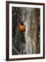 Brazil, Pantanal. Orange-backed Troupial on tree.-Jaynes Gallery-Framed Premium Photographic Print