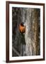 Brazil, Pantanal. Orange-backed Troupial on tree.-Jaynes Gallery-Framed Premium Photographic Print