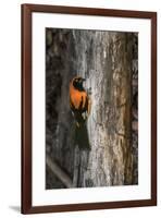 Brazil, Pantanal. Orange-backed Troupial on tree.-Jaynes Gallery-Framed Premium Photographic Print