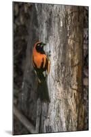 Brazil, Pantanal. Orange-backed Troupial on tree.-Jaynes Gallery-Mounted Premium Photographic Print