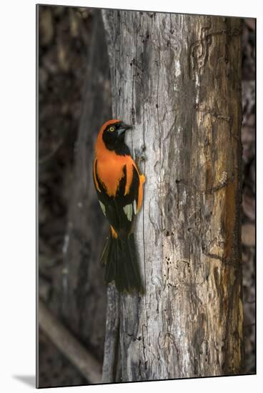 Brazil, Pantanal. Orange-backed Troupial on tree.-Jaynes Gallery-Mounted Premium Photographic Print