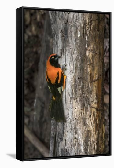 Brazil, Pantanal. Orange-backed Troupial on tree.-Jaynes Gallery-Framed Stretched Canvas