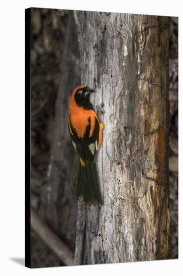 Brazil, Pantanal. Orange-backed Troupial on tree.-Jaynes Gallery-Stretched Canvas