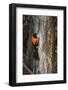 Brazil, Pantanal. Orange-backed Troupial on tree.-Jaynes Gallery-Framed Photographic Print