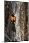 Brazil, Pantanal. Orange-backed Troupial on tree.-Jaynes Gallery-Mounted Photographic Print