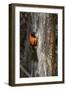 Brazil, Pantanal. Orange-backed Troupial on tree.-Jaynes Gallery-Framed Photographic Print
