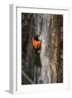 Brazil, Pantanal. Orange-backed Troupial on tree.-Jaynes Gallery-Framed Photographic Print