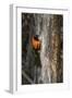 Brazil, Pantanal. Orange-backed Troupial on tree.-Jaynes Gallery-Framed Photographic Print