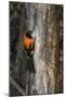 Brazil, Pantanal. Orange-backed Troupial on tree.-Jaynes Gallery-Mounted Photographic Print