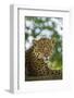 Brazil, Pantanal. Portrait of wild resting jaguar.-Jaynes Gallery-Framed Photographic Print