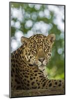 Brazil, Pantanal. Portrait of wild resting jaguar.-Jaynes Gallery-Mounted Photographic Print