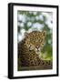 Brazil, Pantanal. Portrait of wild resting jaguar.-Jaynes Gallery-Framed Photographic Print