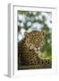 Brazil, Pantanal. Portrait of wild resting jaguar.-Jaynes Gallery-Framed Photographic Print