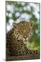 Brazil, Pantanal. Portrait of wild resting jaguar.-Jaynes Gallery-Mounted Photographic Print