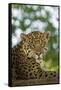 Brazil, Pantanal. Portrait of wild resting jaguar.-Jaynes Gallery-Framed Stretched Canvas