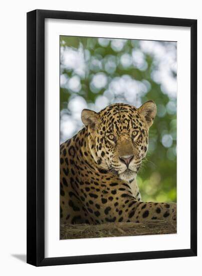 Brazil, Pantanal. Portrait of wild resting jaguar.-Jaynes Gallery-Framed Premium Photographic Print