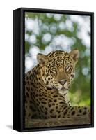 Brazil, Pantanal. Portrait of wild resting jaguar.-Jaynes Gallery-Framed Stretched Canvas
